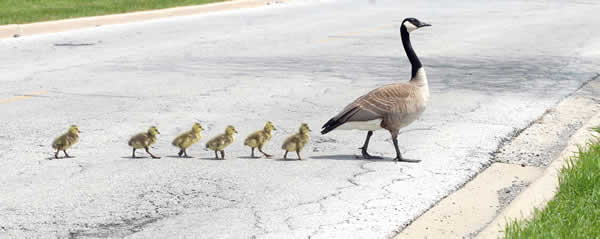 Geese walk