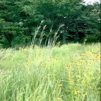 Cressmoor Prairie Nature Preserve