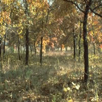 Gilbson Woods Nature Preserve