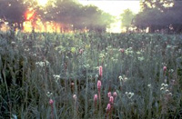 Hoosier Prairie Nature Preserve