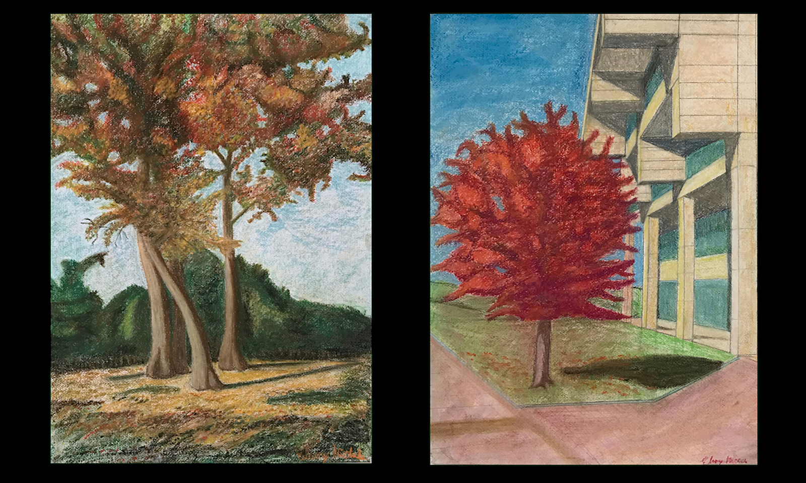 Drawings of trees on CSU campus