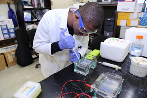 Student running electrophoresis gel