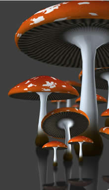 Mushrooms