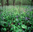 Wildflowers of Indiana