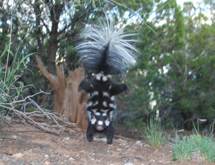 Doubling the number of species of hand-standing spotted skunks as a separate species could help it get protected